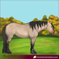 Horse Color:Bay Dun 