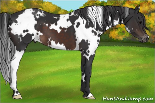 Horse Color:White Spotted Brown Appaloosa 