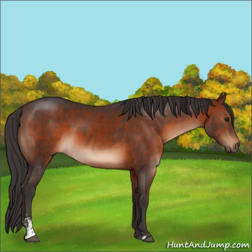 Horse Color:Brown Sabino