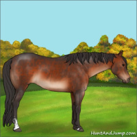 Horse Color:Brown Sabino