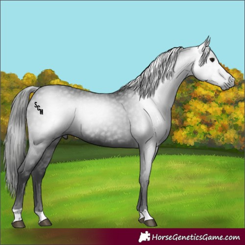 Horse Color:Gray Black 