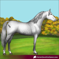 Horse Color:Gray Black 