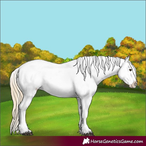 Horse Color:Red Dun Appaloosa 