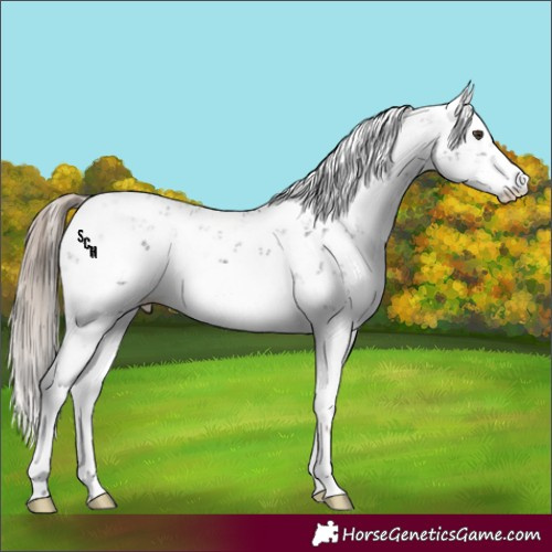 Horse Color:Liver Chestnut Sabino 