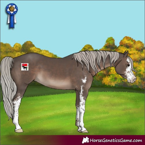 Horse Color:Silver Black Sabino 