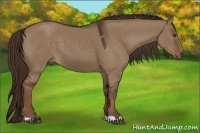 Horse Color:Liver Red Dun 
