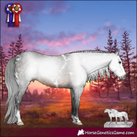 Horse Color:Gray White Spotted Brown Sabino 