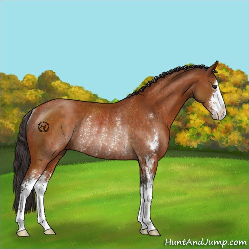 Horse Color:Buckskin Sabino Rabicano 