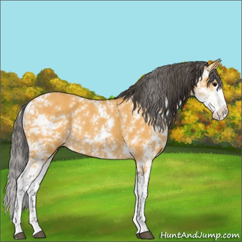 Horse Color:Buckskin Sabino Rabicano 