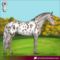 Horse Color:Silver Black Sabino Appaloosa Rabicano