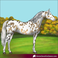 Horse Color:Silver Buckskin Dun Sabino Near Leopard 