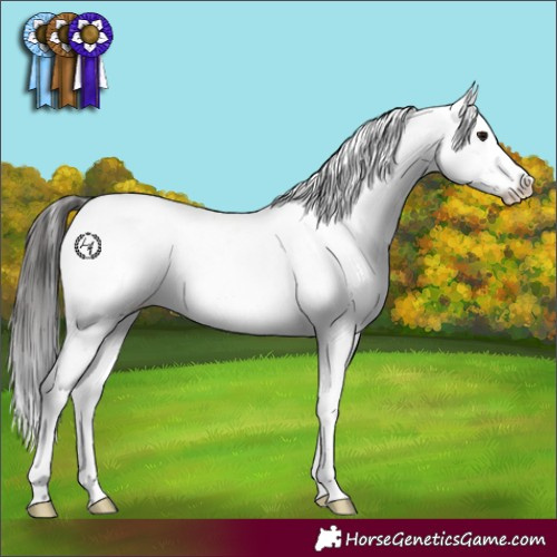 Horse Color:White Spotted Brown Dun Sabino Appaloosa 