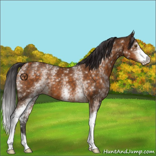 Horse Color:White Spotted Buckskin 