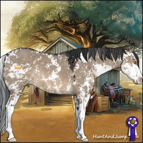 Horse Color:Brown Dun Sabino