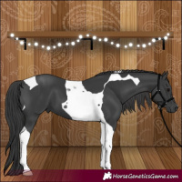 Horse Color:Black Tobiano 