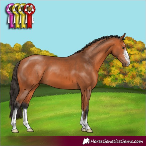 Horse Color:Bay 