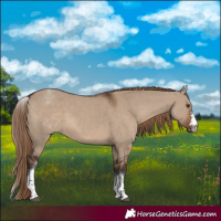 Horse Color:White Spotted Liver Red Dun Sabino 