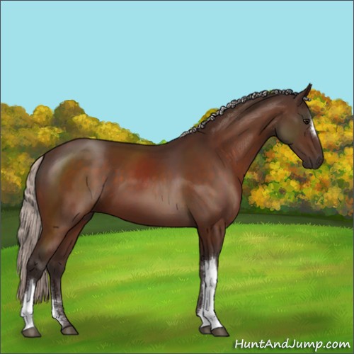 Horse Color:Silver Bay 
