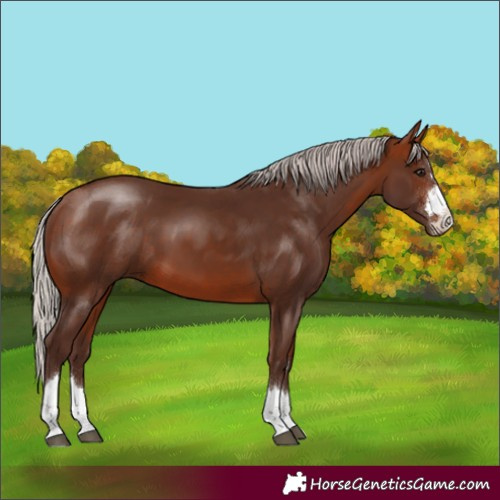 Horse Color:Silver Bay 