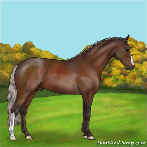 Horse Color:Silver Bay 