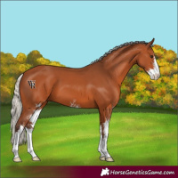 Horse Color:Silver Bay Sabino