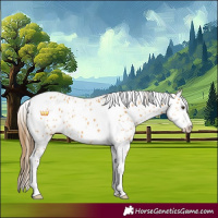 Horse Color:Buckskin Dun Sabino Splash Tobiano Leopard 