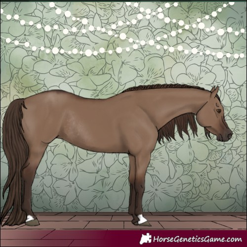 Horse Color:Liver Red Dun Rabicano