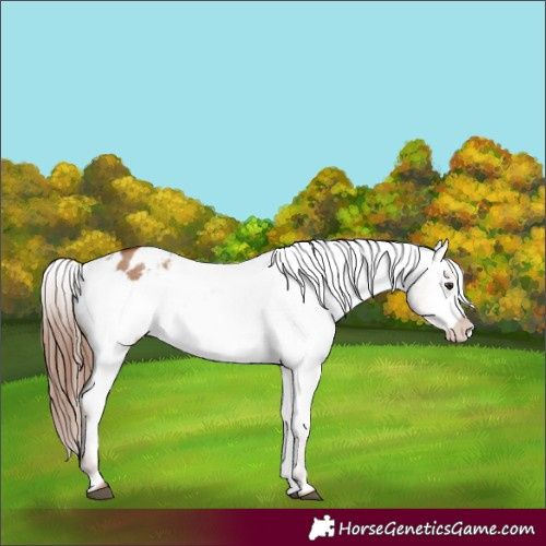 Horse Color:Red Dun Appaloosa 