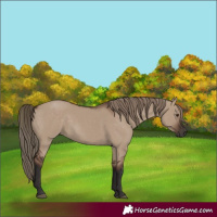Horse Color:Liver Red Dun Rabicano 