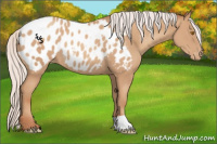 Horse Color:Silver Classic Champagne Appaloosa Rabicano 