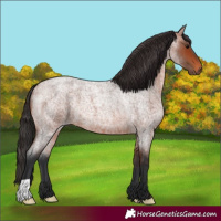 Horse Color:Bay Roan 