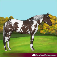 Horse Color:White Spotted Liver Chestnut 