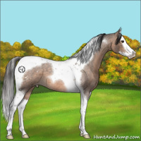 Horse Color:Brown Roan Dun Splash Tobiano Appaloosa