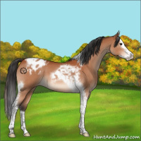 Horse Color:Brown Splash Tobiano Appaloosa
