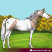 Horse Color:Silver Brown Roan Splash Tobiano 