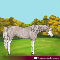 Horse Color:Silver Blue Roan Splash 
