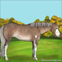 Horse Color:Silver Brown Dun Sabino Rabicano