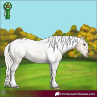 Horse Color:White Spotted Silver Buckskin Appaloosa 