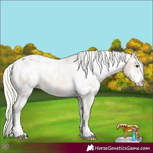 Horse Color:White Spotted Silver Buckskin Sabino Appaloosa 
