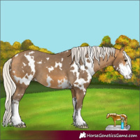 Horse Color:White Spotted Silver Buckskin Sabino Varnish 