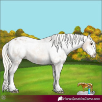 Horse Color:White Spotted Silver Buckskin Sabino Appaloosa 