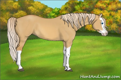 Horse Color:Palomino Dun Splash 