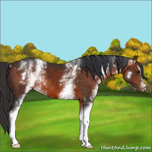 Horse Color:White Spotted Bay 