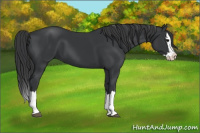 Horse Color:Black Splash 