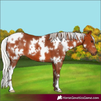 Horse Color:White Spotted Silver Bay 
