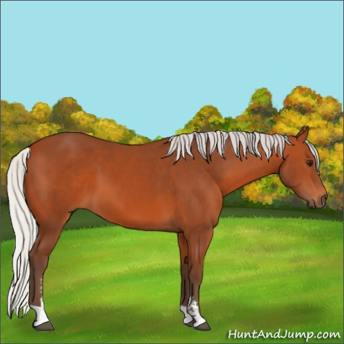 Horse Color:Silver Bay Sabino