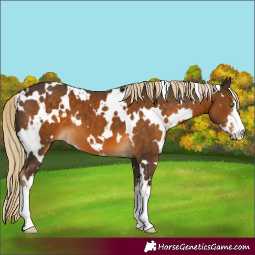 Horse Color:White Spotted Chocolate Palomino 