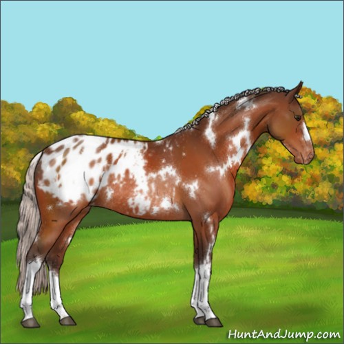 Horse Color:White Spotted Silver Bay Appaloosa Rabicano 