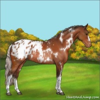 Horse Color:White Spotted Silver Bay Appaloosa Rabicano 