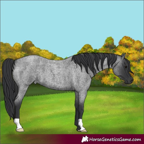 Horse Color:Unknown